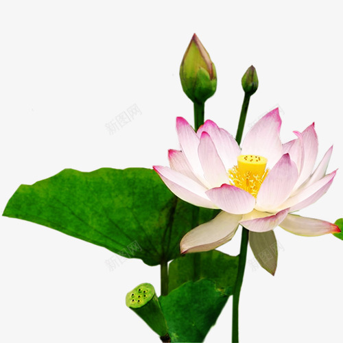 荷花荷叶莲蓬夏季png免抠素材_新图网 https://ixintu.com 夏季 荷叶 荷花 莲蓬