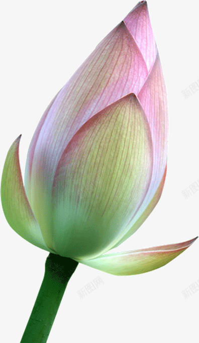 未开放的荷花png免抠素材_新图网 https://ixintu.com 未开放 花骨朵 荷花