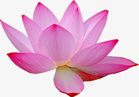 手绘合成粉红色的荷花png免抠素材_新图网 https://ixintu.com 合成 粉红色 荷花
