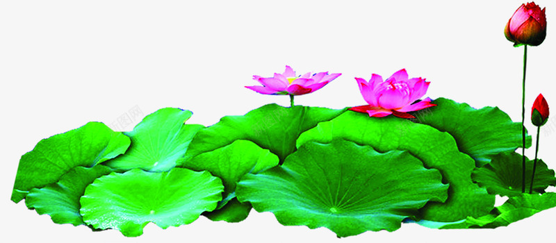 夏日植物池中荷花荷叶效果png免抠素材_新图网 https://ixintu.com 夏日 效果 植物 荷叶 荷花