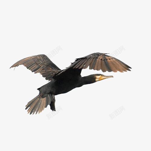 天空中的鸬鹚png免抠素材_新图网 https://ixintu.com 动物 天空中飞行 捕鱼生物 海里捕鱼 飞行 飞行动物 鸟类 鸬鹚