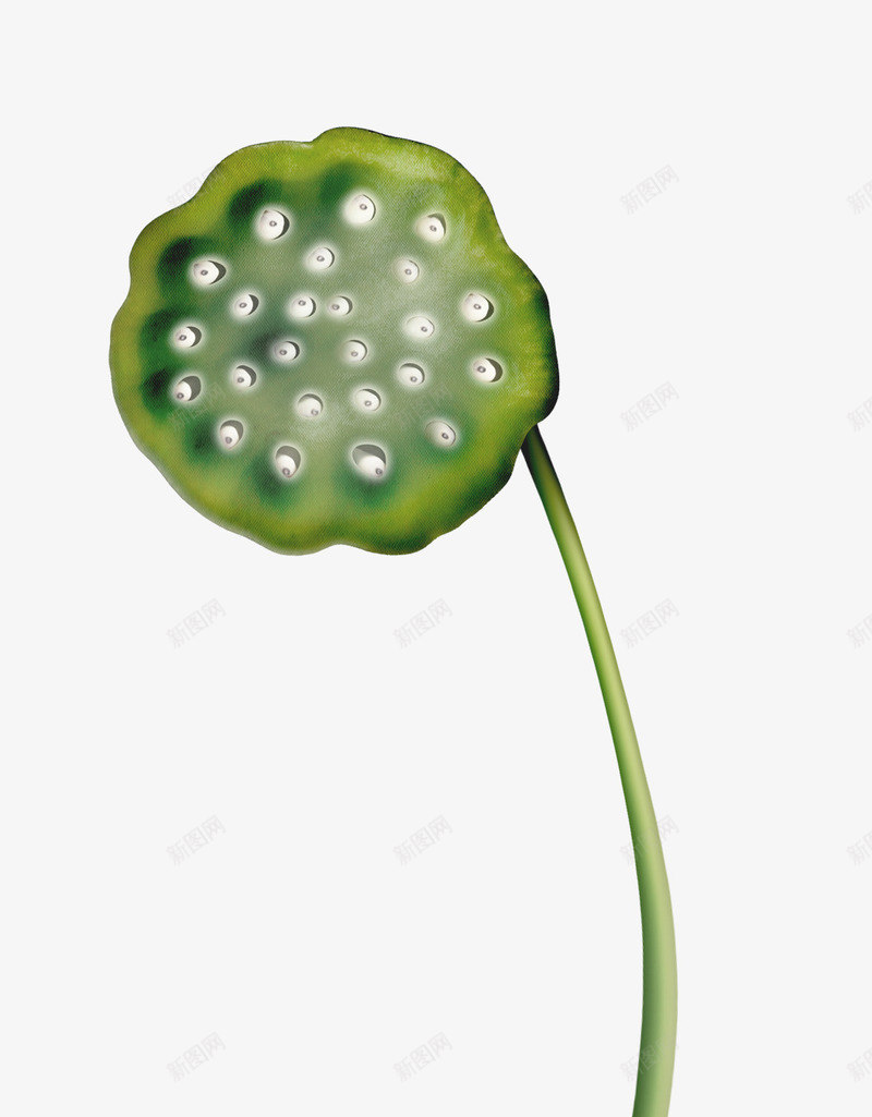莲蓬png免抠素材_新图网 https://ixintu.com 绿色莲蓬 荷花 莲子 莲蓬