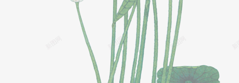 白色中国画荷花开业png免抠素材_新图网 https://ixintu.com 中国画 开业 白色 荷花
