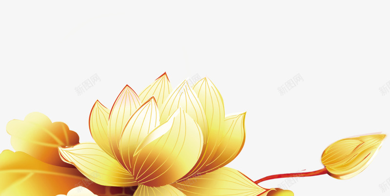 富贵荷花png免抠素材_新图网 https://ixintu.com 富贵 荷花