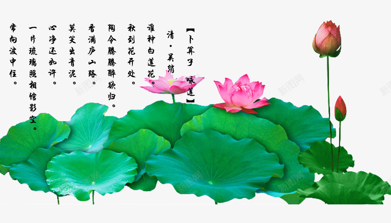 油墨字体荷花塘png免抠素材_新图网 https://ixintu.com 粉红色花瓣 绿色 荷叶 荷塘 荷花图 荷花塘 风景荷花塘