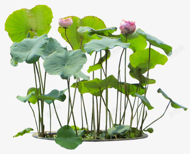 荷塘里的荷叶荷花实物图png免抠素材_新图网 https://ixintu.com 实物图 植物 竹子荷花荷叶满池塘 绿植 美丽的 荷叶 荷塘 荷花