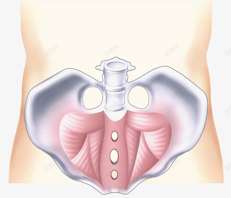 骨盆模型插图png免抠素材_新图网 https://ixintu.com 关节 医学 尾骨 骨 骨头 骨盆 髋骨