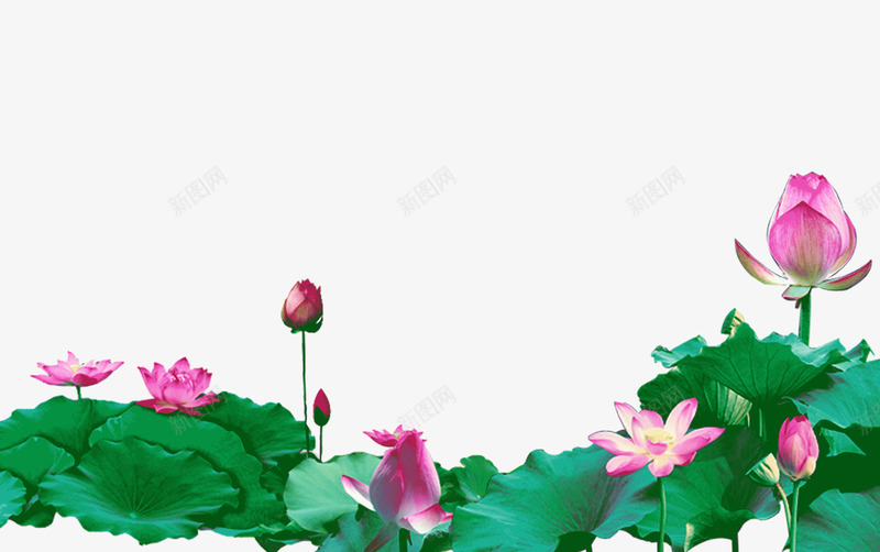 荷花荷叶png免抠素材_新图网 https://ixintu.com 绿色 花卉粉色 花苞 荷叶 荷花 莲花