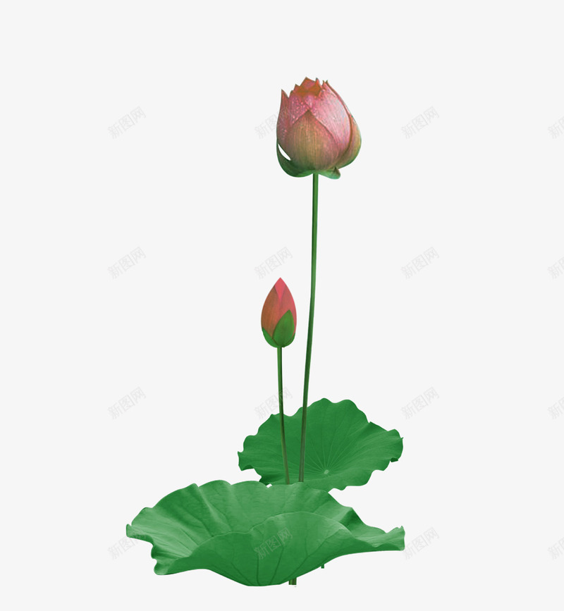 未开放的荷花和荷叶png免抠素材_新图网 https://ixintu.com 粉色 绿色 花苞 荷叶 荷花