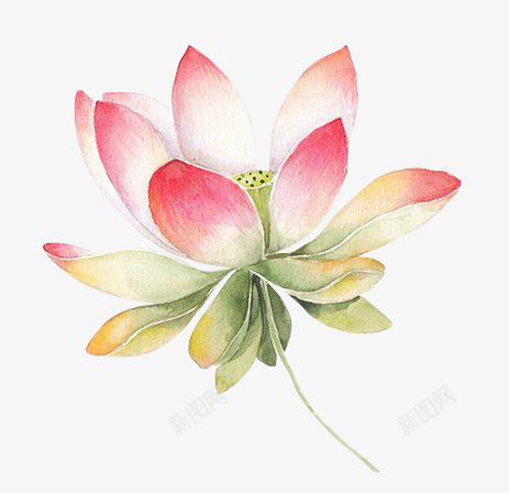 荷花png免抠素材_新图网 https://ixintu.com 手绘 粉红色 荷花
