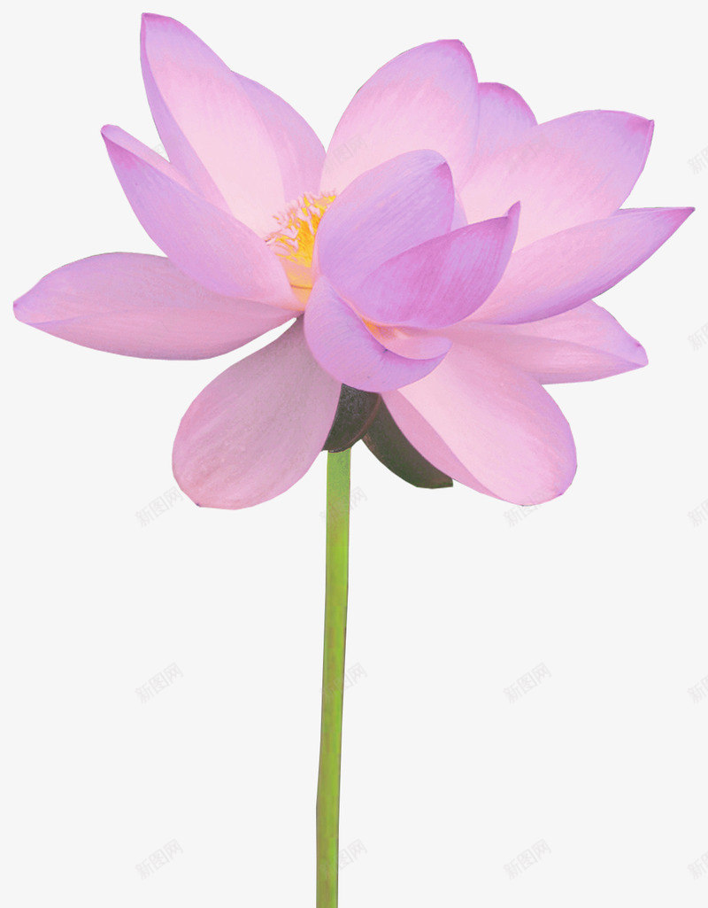 紫色花瓣黄色花蕊的荷花png免抠素材_新图网 https://ixintu.com 紫色 花瓣 花蕊 荷花 黄色