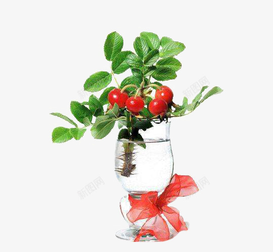 水生植物png免抠素材_新图网 https://ixintu.com 叶子 护肤原料 熊果苷 红色果实