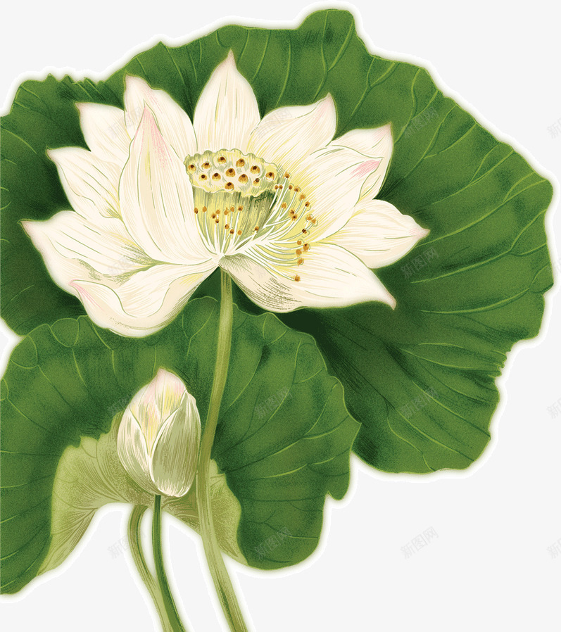 水墨画白荷花png免抠素材_新图网 https://ixintu.com 水墨画 白荷花 绿荷叶