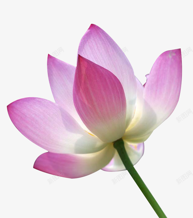 莲花png免抠素材_新图网 https://ixintu.com 产品实物 粉红色 粉红色莲花 荷花 莲花 莲花图片素材