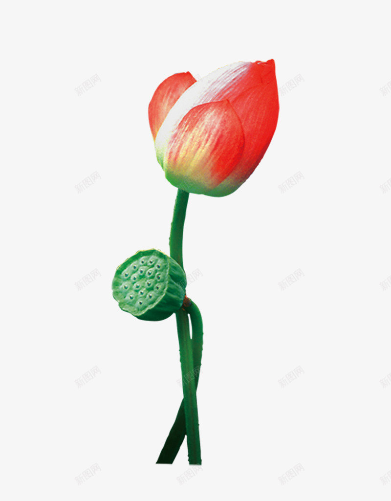 莲花莲蓬png免抠素材_新图网 https://ixintu.com 荷花 莲花 莲蓬