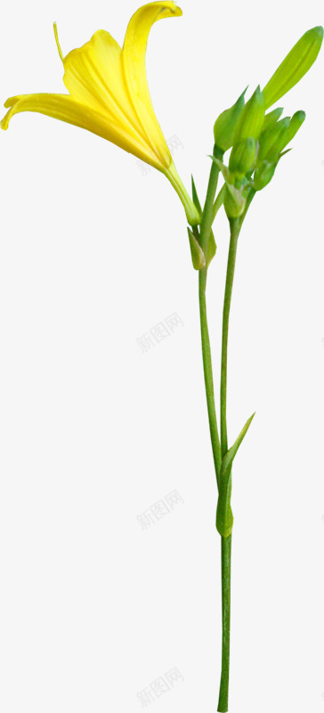 荷花花瓣png免抠素材_新图网 https://ixintu.com 清爽 黄色