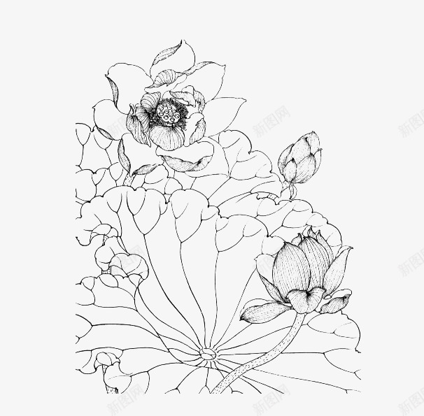线条莲花儿png免抠素材_新图网 https://ixintu.com 手绘莲花 线条莲花 荷花线稿 莲花儿 莲花手绘 莲花画稿图片素材 莲花线稿