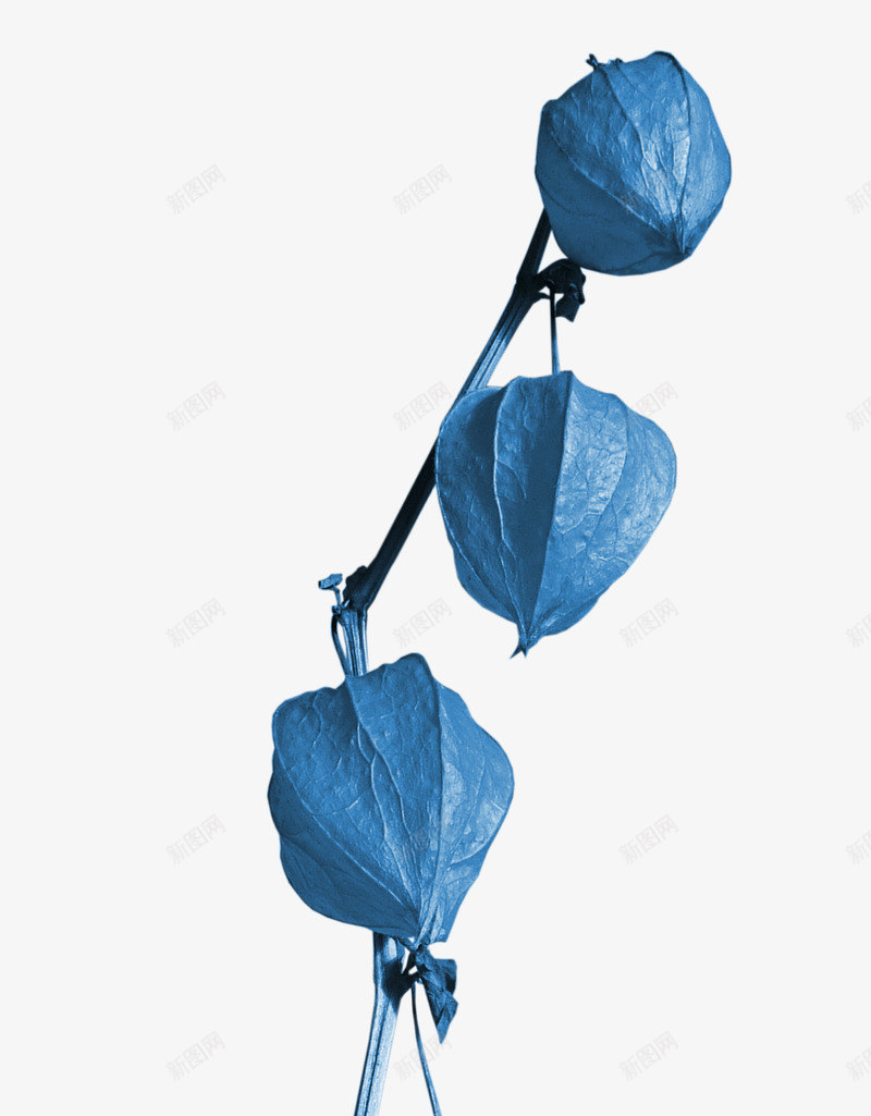 蓝色灯笼花png免抠素材_新图网 https://ixintu.com 漂亮灯笼花 灯笼花 花枝