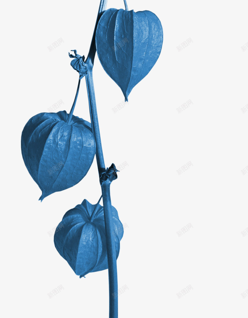 蓝色灯笼花png免抠素材_新图网 https://ixintu.com 漂亮灯笼花 灯笼花 花枝