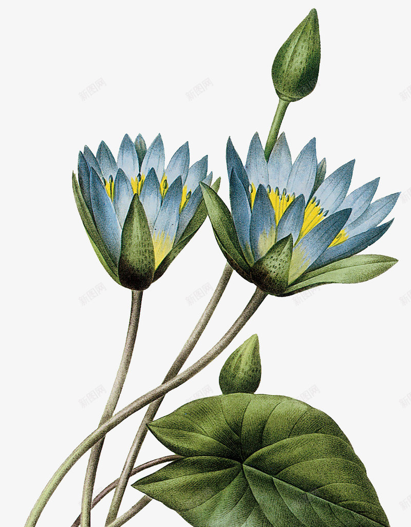 彩绘荷花装饰png免抠素材_新图网 https://ixintu.com 图片 彩绘 荷花 装饰