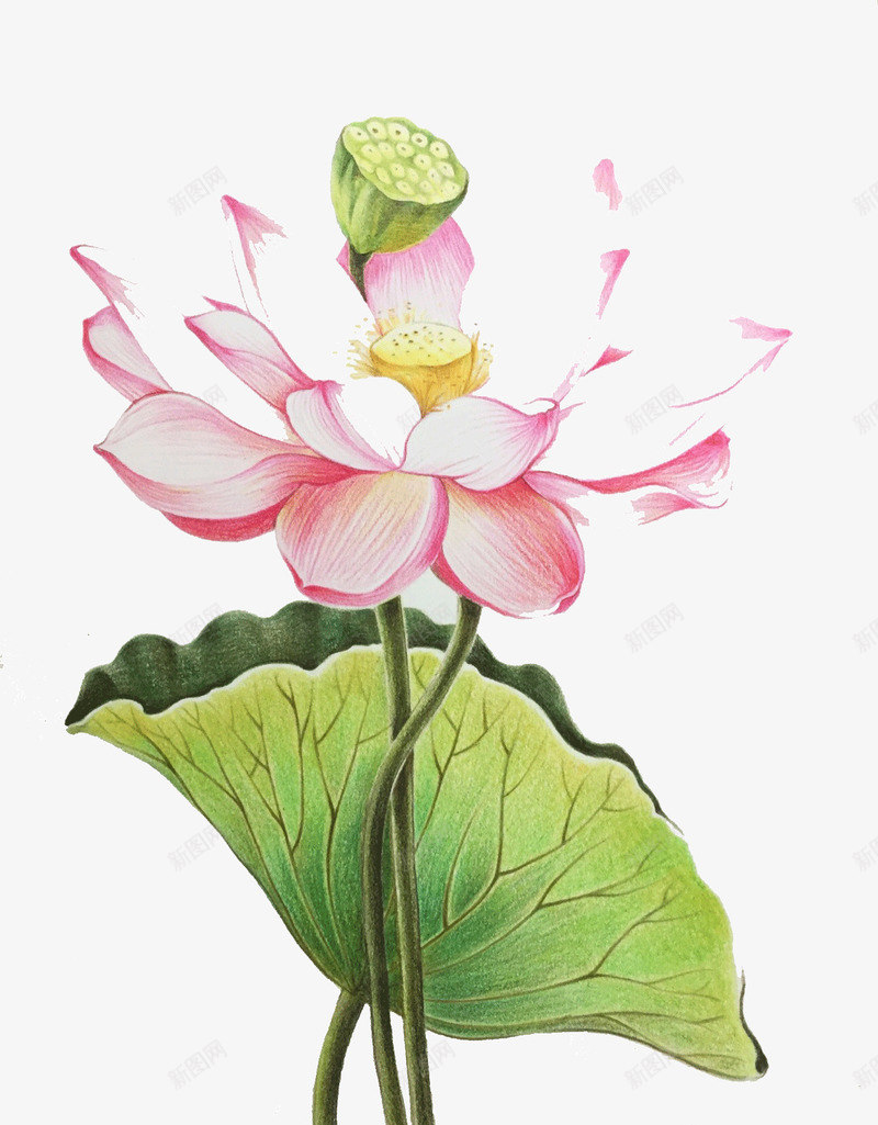 唯美手绘荷花png免抠素材_新图网 https://ixintu.com 唯美手绘荷花 唯美荷花 手绘荷花 粉色荷花