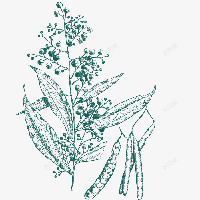 果实种子png免抠素材_新图网 https://ixintu.com 植物 模型 种子 食材 食物