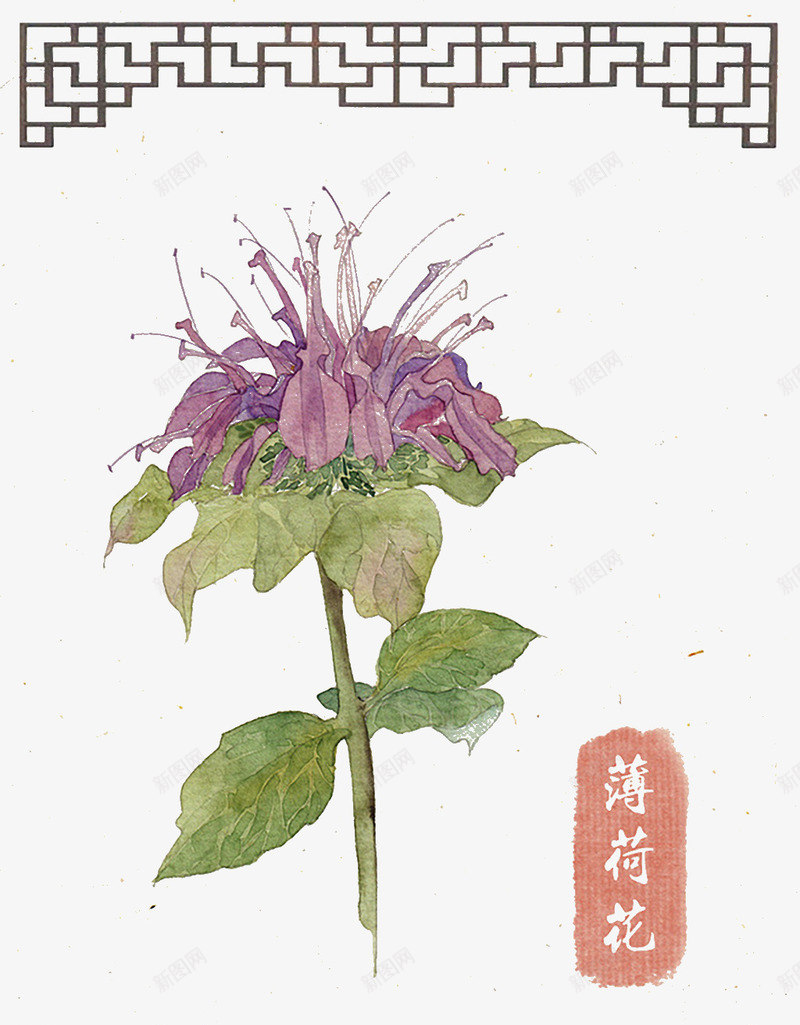 手绘薄荷花psd免抠素材_新图网 https://ixintu.com 中国风 手绘 手绘花朵 植物 水彩 薄荷