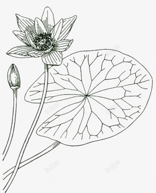 莲花线稿png免抠素材_新图网 https://ixintu.com 手绘睡莲 睡莲 睡莲线稿 荷花线稿 莲花 莲花画稿图片素材 莲花线条 莲花线稿