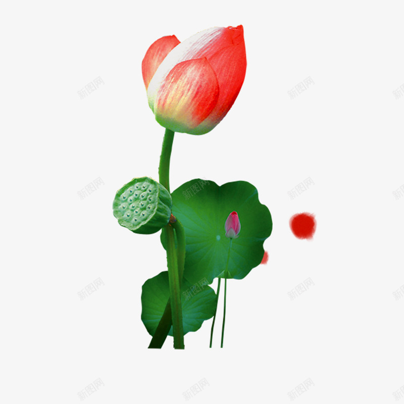 荷花荷叶专辑psd免抠素材_新图网 https://ixintu.com 植物 绿色 荷叶 荷花 荷花荷叶专辑