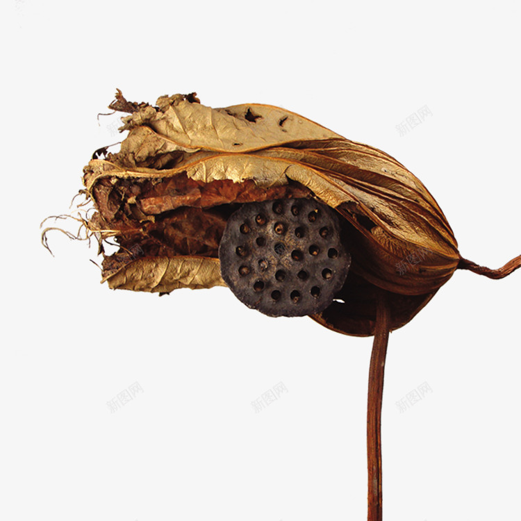 枯萎的莲蓬png免抠素材_新图网 https://ixintu.com 产品实物 植物 荷花