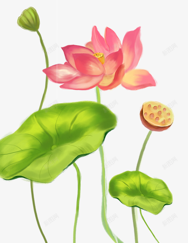 手绘水彩插画清新荷花与荷叶png免抠素材_新图网 https://ixintu.com 手绘 插画 水彩 清新 荷叶 荷花 莲蓬 装饰插图