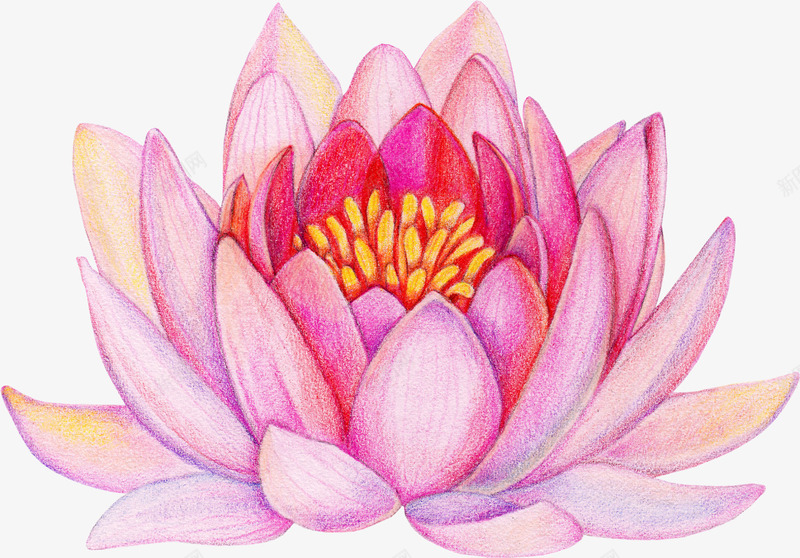 紫色水彩梦幻荷花png免抠素材_新图网 https://ixintu.com 中国风花朵 清新花朵 紫色花朵 荷花 装饰图案 鲜花