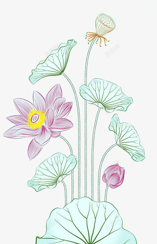 手绘粉色荷花儿png免抠素材_新图网 https://ixintu.com 手绘睡莲 手绘粉色睡莲 手绘粉莲花 手绘荷花 数位板手绘 粉色睡莲 荷花儿