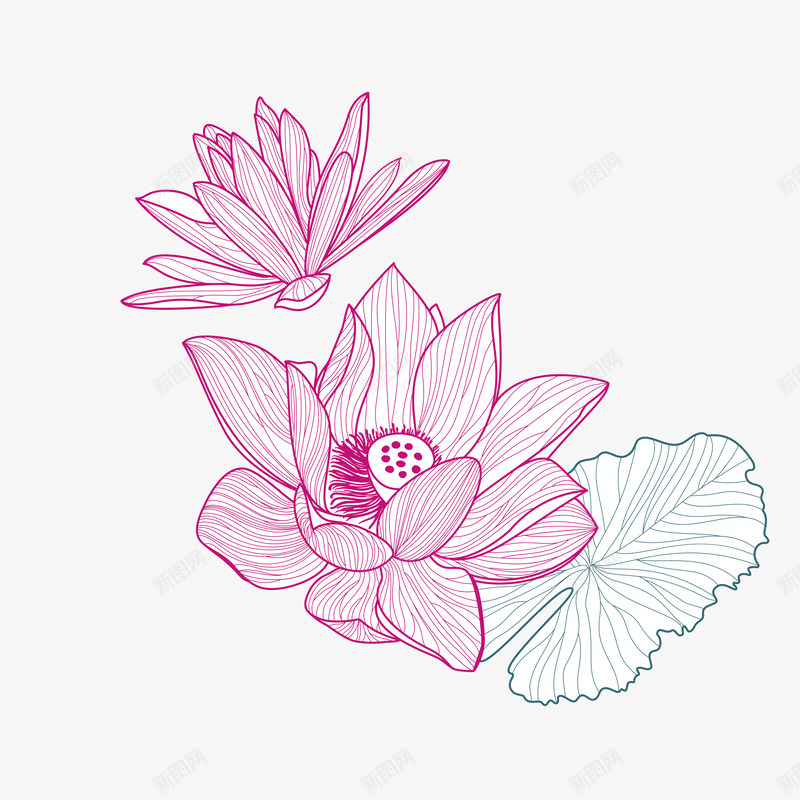 手绘荷花png免抠素材_新图网 https://ixintu.com 矢量线条 矢量荷叶 矢量荷花 荷花 荷花矢量