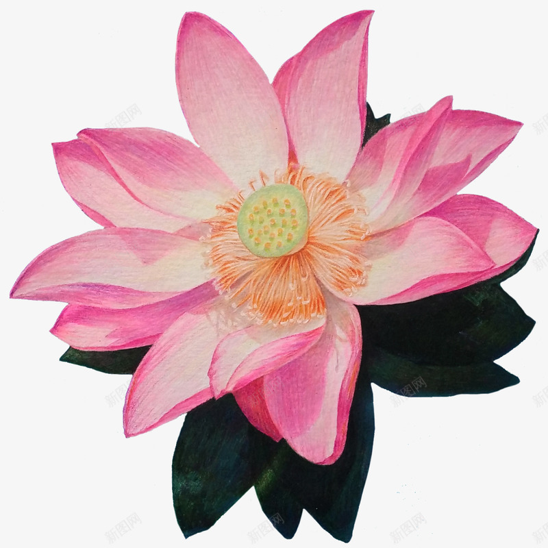 手绘荷花装饰图案png免抠素材_新图网 https://ixintu.com 手绘 漂浮 花朵 荷花 莲花 装饰图案 鲜花