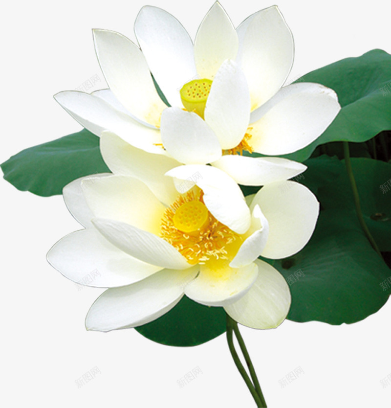 白色纯洁荷花中秋png免抠素材_新图网 https://ixintu.com 中秋 白色 纯洁 荷花
