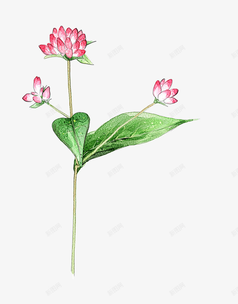 荷花一枝花荷叶png免抠素材_新图网 https://ixintu.com 一枝花 七叶 荷叶 荷花