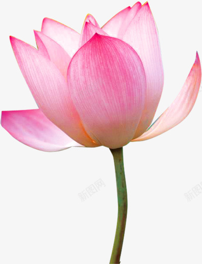 花荷花粉色淘宝psd免抠素材_新图网 https://ixintu.com 花荷花粉色淘宝素材