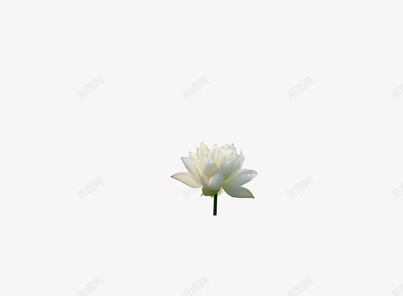 白色莲花荷花png免抠素材_新图网 https://ixintu.com 白色 荷花 莲花