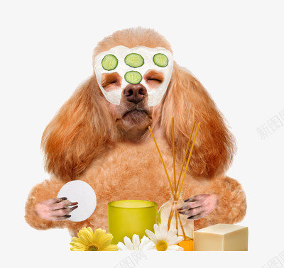 正在涂面膜的狗png免抠素材_新图网 https://ixintu.com 宠物 护肤 黄瓜