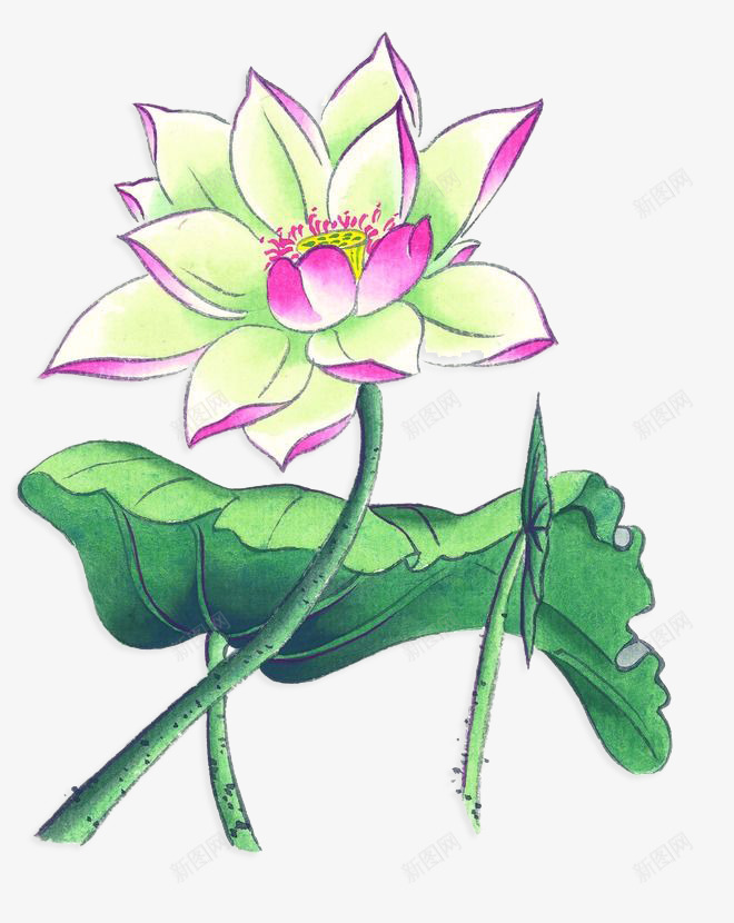 手绘荷花psd免抠素材_新图网 https://ixintu.com 姘村鑽疯姳 浼犵粺 涓 鑽疯姳