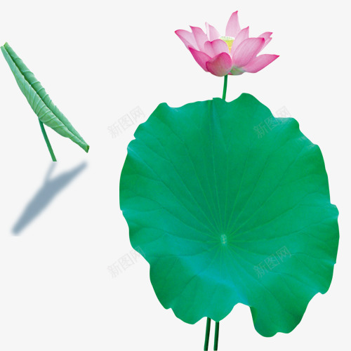 盛开荷花夏季荷叶植物png免抠素材_新图网 https://ixintu.com 夏季 植物 盛开荷花 荷叶