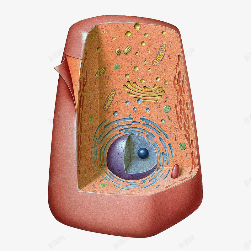 立体生物细胞内部结构线粒体结构png免抠素材_新图网 https://ixintu.com 3D细胞模型 基质 生物学 生物研究 立体 立体生物细胞内部结构线粒体结构插图免费下载 线粒体 线粒体结构图 细胞 细胞核 细胞模型 细胞质 高尔基体