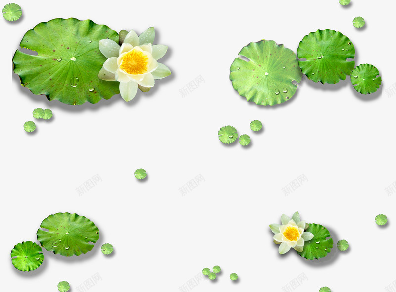 荷塘荷叶荷花png免抠素材_新图网 https://ixintu.com 竹子荷花荷叶满池塘 荷叶 荷塘 荷塘荷叶荷花 荷花