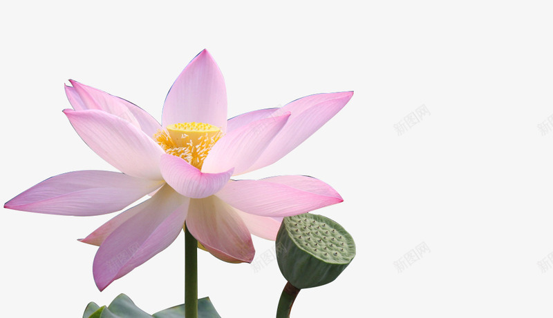 夏天的荷花psd免抠素材_新图网 https://ixintu.com 夏天 荷叶 荷花 莲子 莲蓬