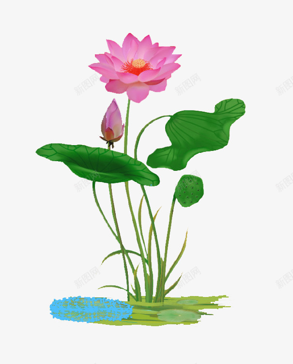 荷花元素png免抠素材_新图网 https://ixintu.com 开花 春 浪漫 粉色 绿色 花束