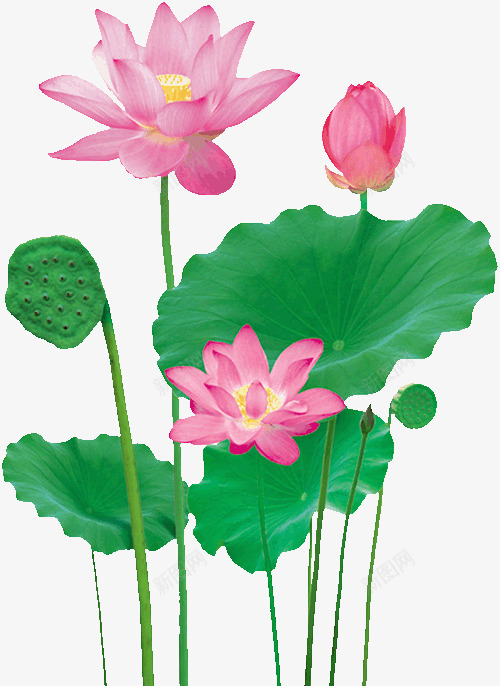 荷花图案png免抠素材_新图网 https://ixintu.com 花 荷叶 荷花 莲花 莲花心