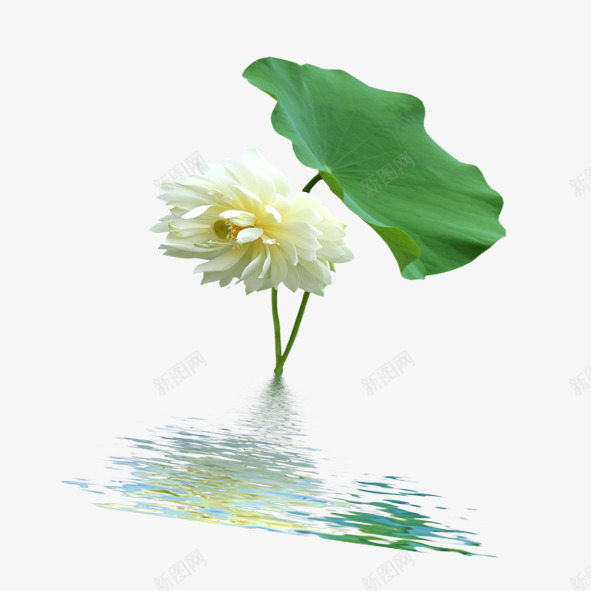 荷花png免抠素材_新图网 https://ixintu.com 倒影 水上植物 荷叶 荷花绿色植物