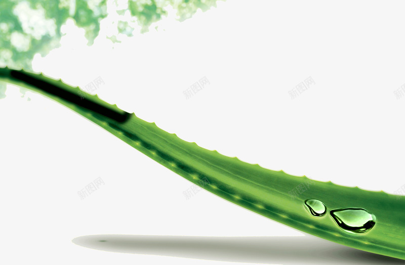 创意芦荟水滴png免抠素材_新图网 https://ixintu.com 创意 护肤品 晶莹 水滴 水珠 芦荟