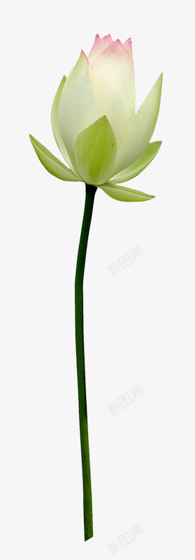 荷花透明植物png免抠素材_新图网 https://ixintu.com 植物 素材 荷花 透明